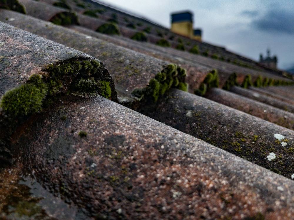 Moss growing between the laps of old concrete roof tiles